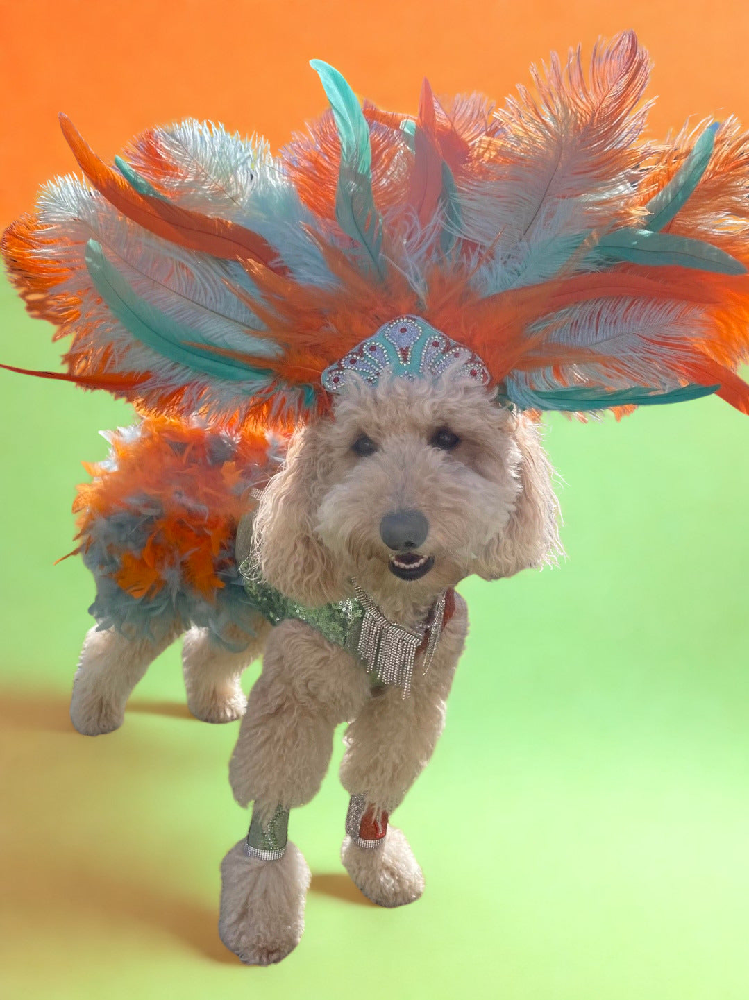 Showgirl pet costume, Life of showpet costume, feather showgirl pet costume