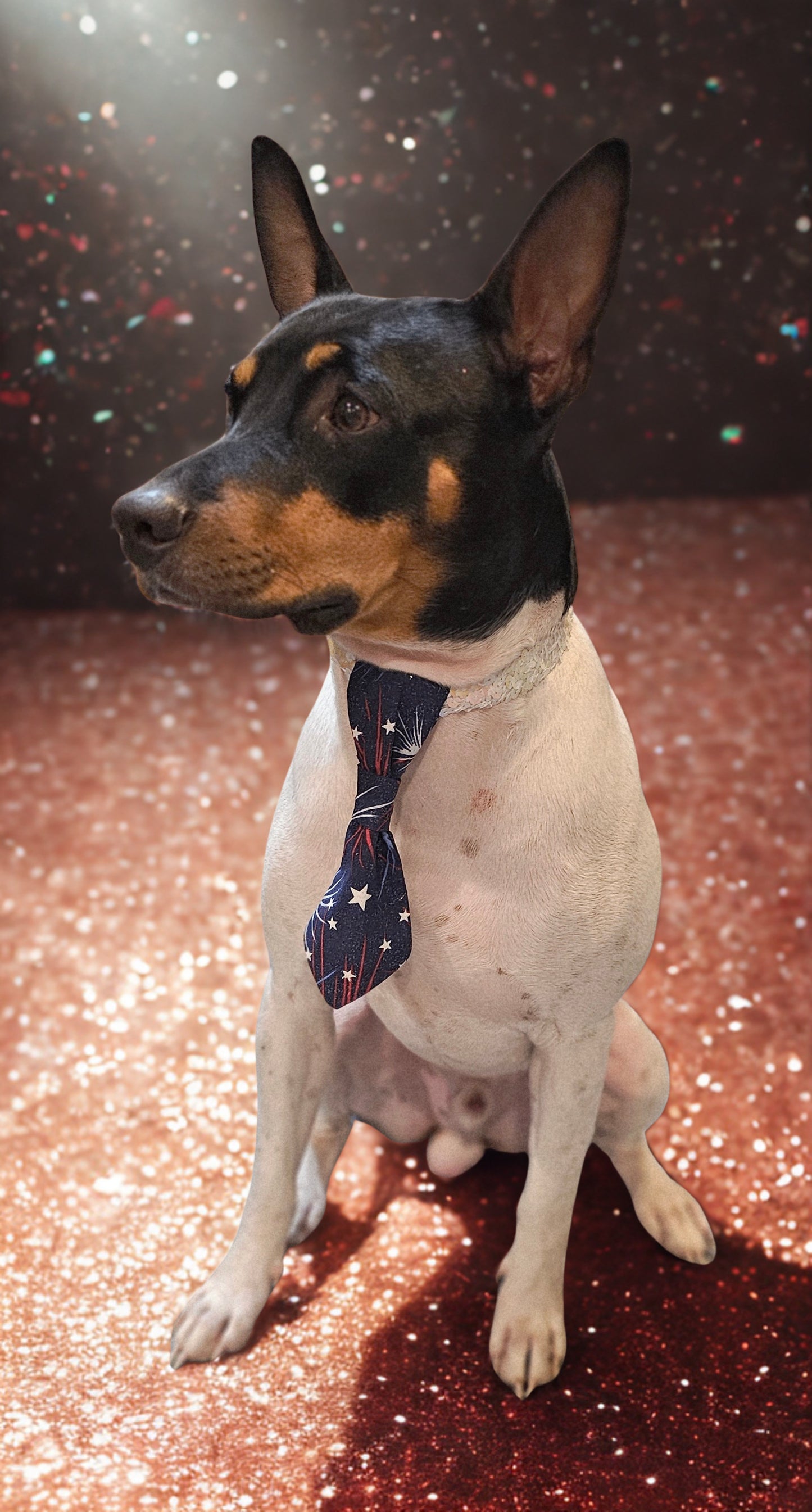 Patriotic Pet Tie and cuffs, Tie and cuffs for pets