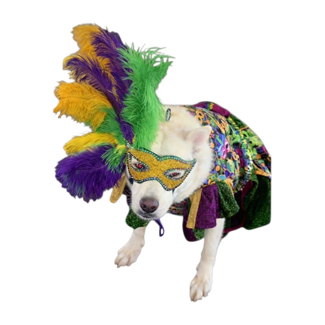 Mardi Gras Pet Masks, Mardi Gras Dog Mask, Fat Tuesday pet, feather pet mask