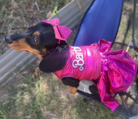 Barbie Pet Dress, Barbie dog dress, Barbie pet costume