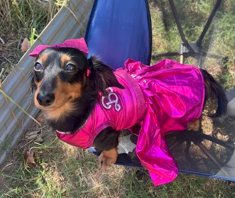 Barbie Pet Dress, Barbie dog dress, Barbie pet costume