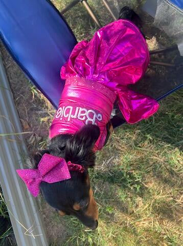 Barbie Pet Dress, Barbie dog dress, Barbie pet costume
