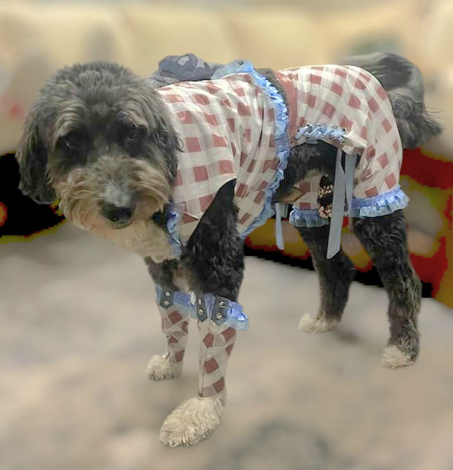 Chappell Roan Giver pet costume, Chappell Roan SNL giver pet costume, Chappell dog costume