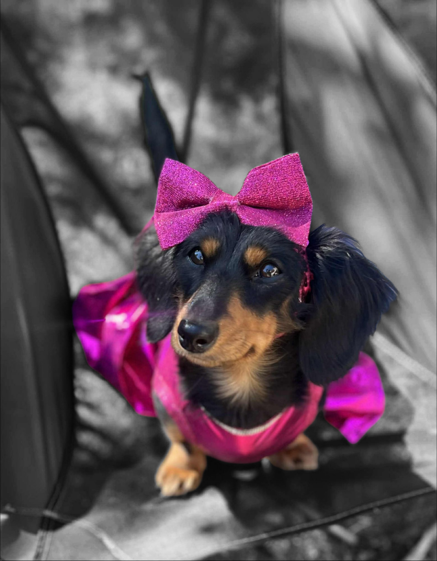 Barbie Pet Dress, Barbie dog dress, Barbie pet costume