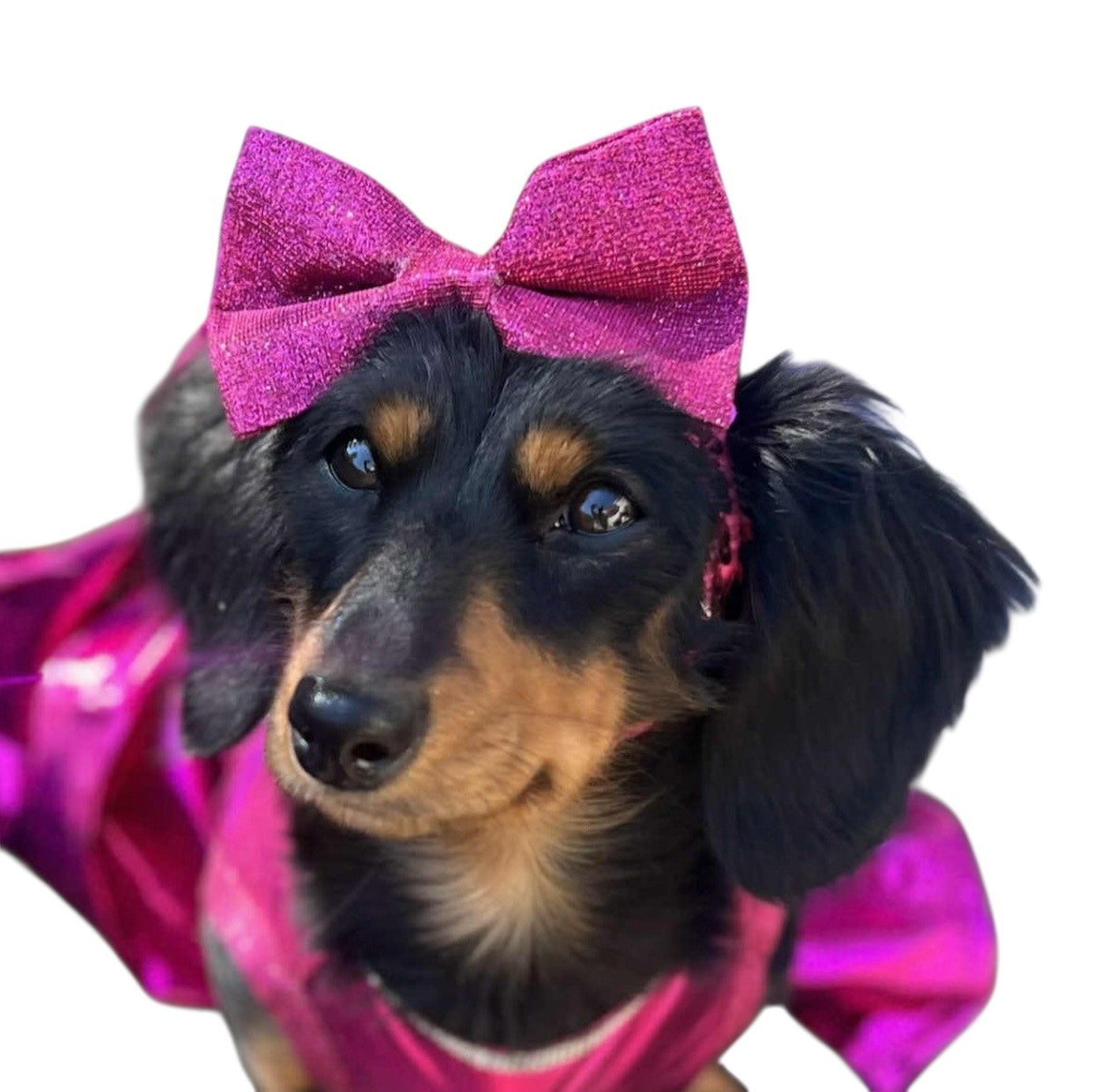 Glitter pet bow with sequin head band, pet bows