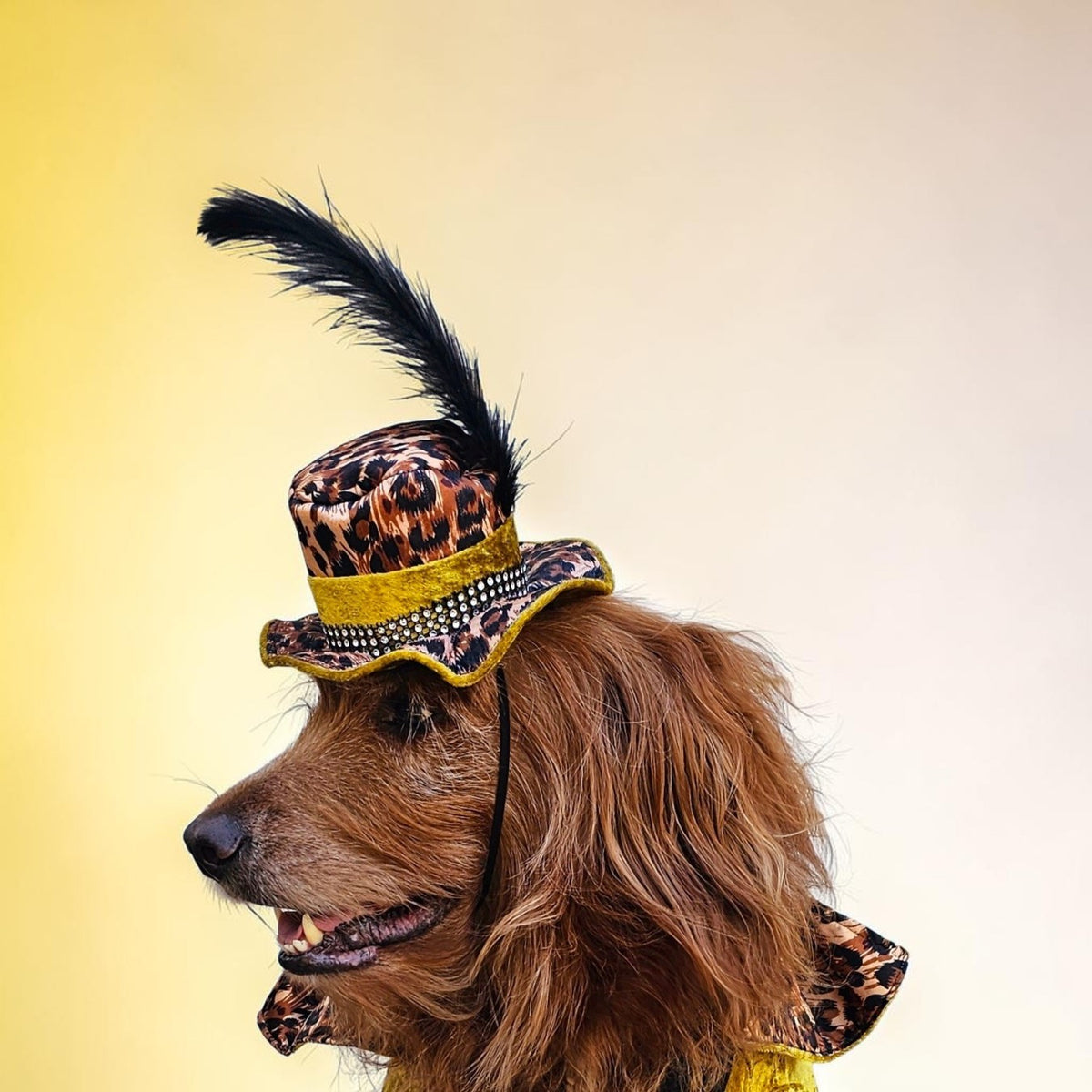 Pimp pet hat, pimp dog hat, gangster pet hat, gangster dog hat, pet pimp hat, pimp cat hat, dog gangster hat, pimp feather pet hat