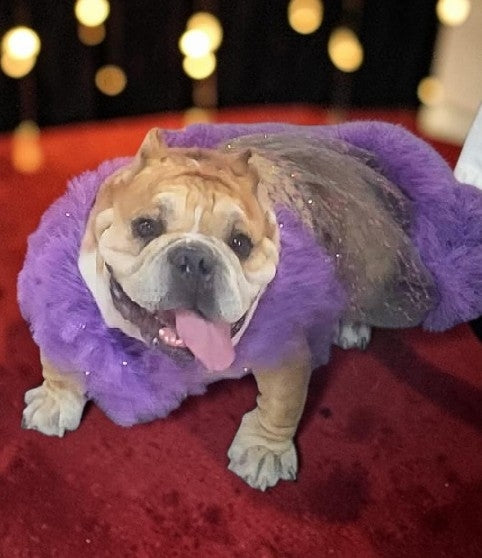 Kylie Jenner Met Gala pet costume, Kylie Jenner purple feather pet costume, met gala pet costume