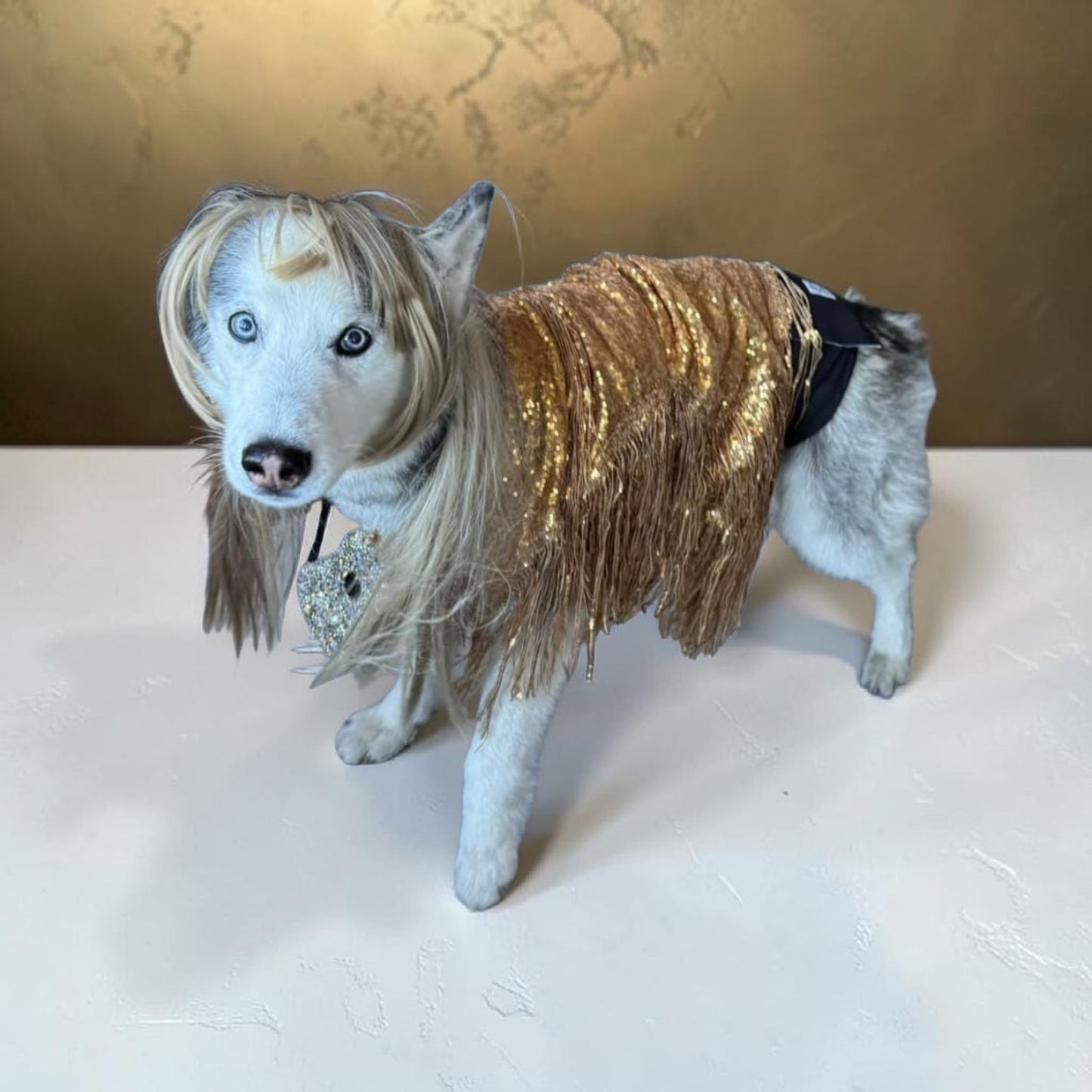 Fearless Era pet costume, Taylor Swift Fearless era pet costume, Gold sequin tassel pet dress, Fearless dog costume, Fearless cat costume