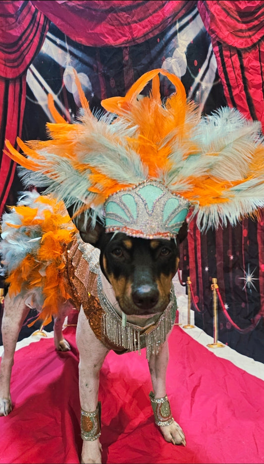 Showgirl pet costume