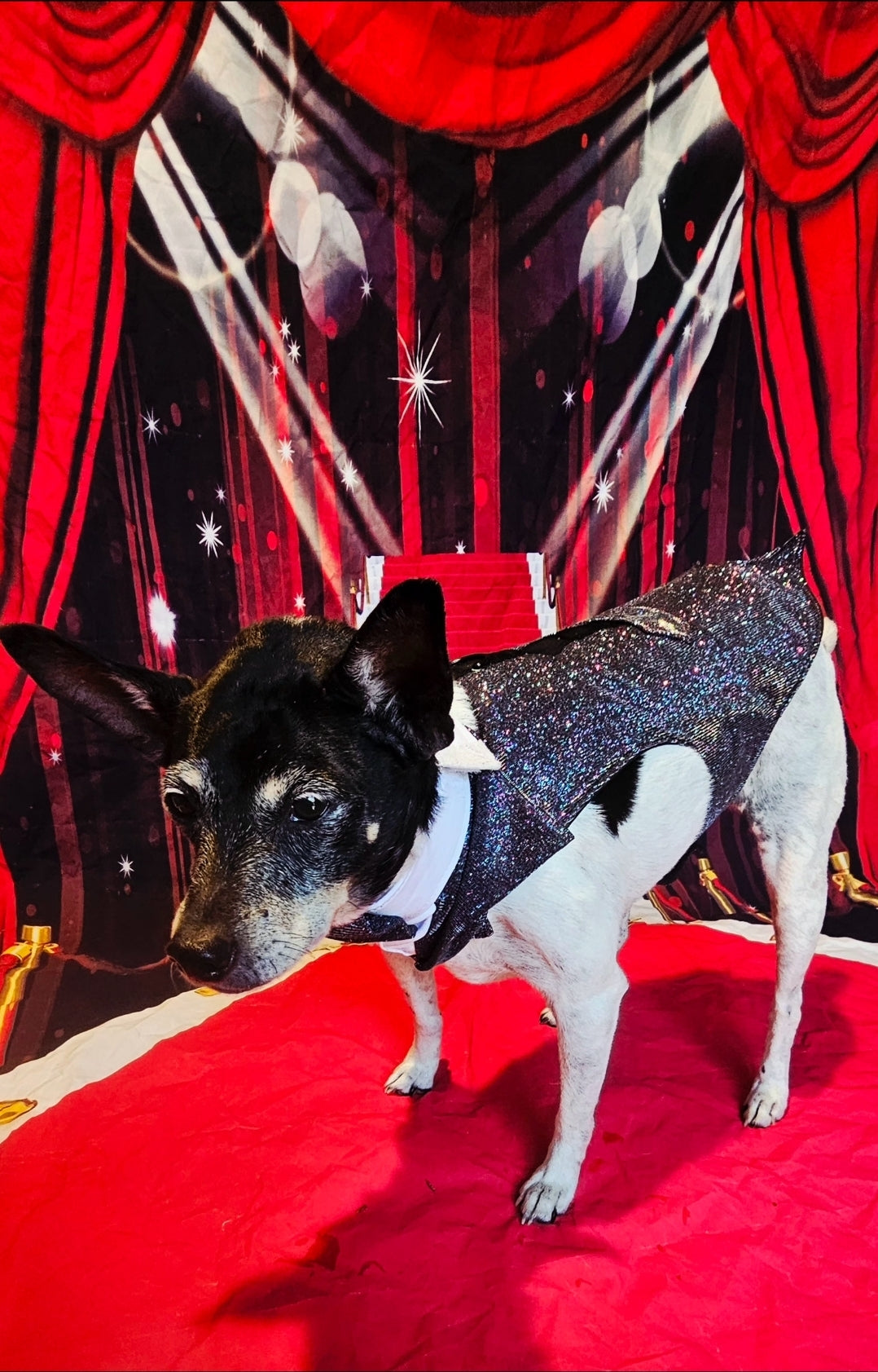 Glitter pet tuxedo, pet groomsman glitter tux, tuxedo for pets