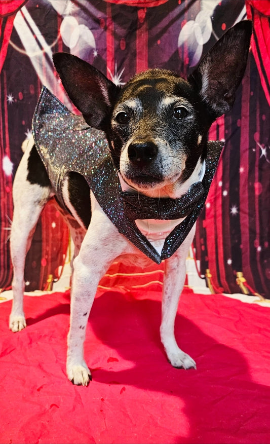 Glitter pet tuxedo, pet groomsman glitter tux, tuxedo for pets