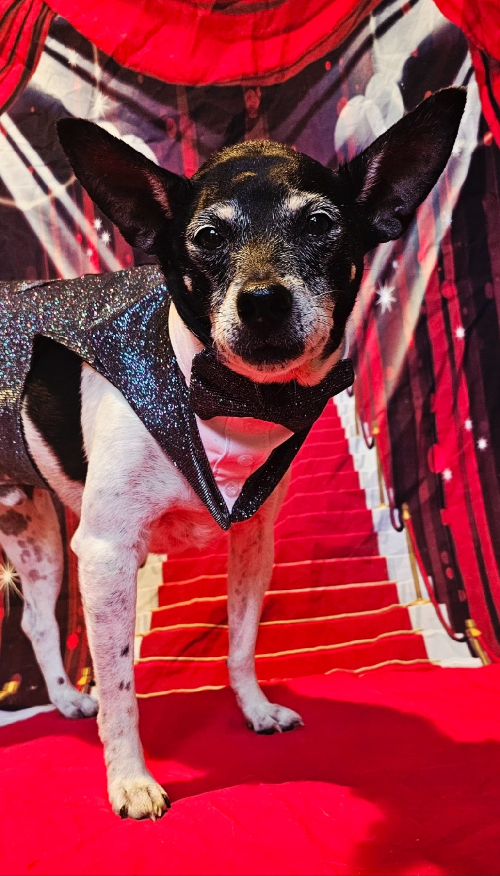 Glitter pet tuxedo, pet groomsman glitter tux, tuxedo for pets