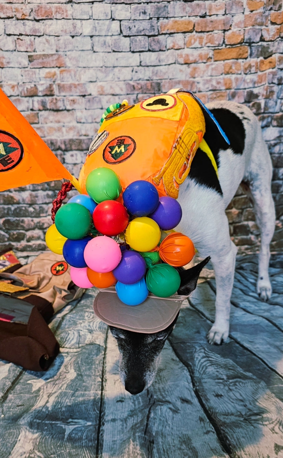 Russell from Up pet costume, Up Russell pet costume