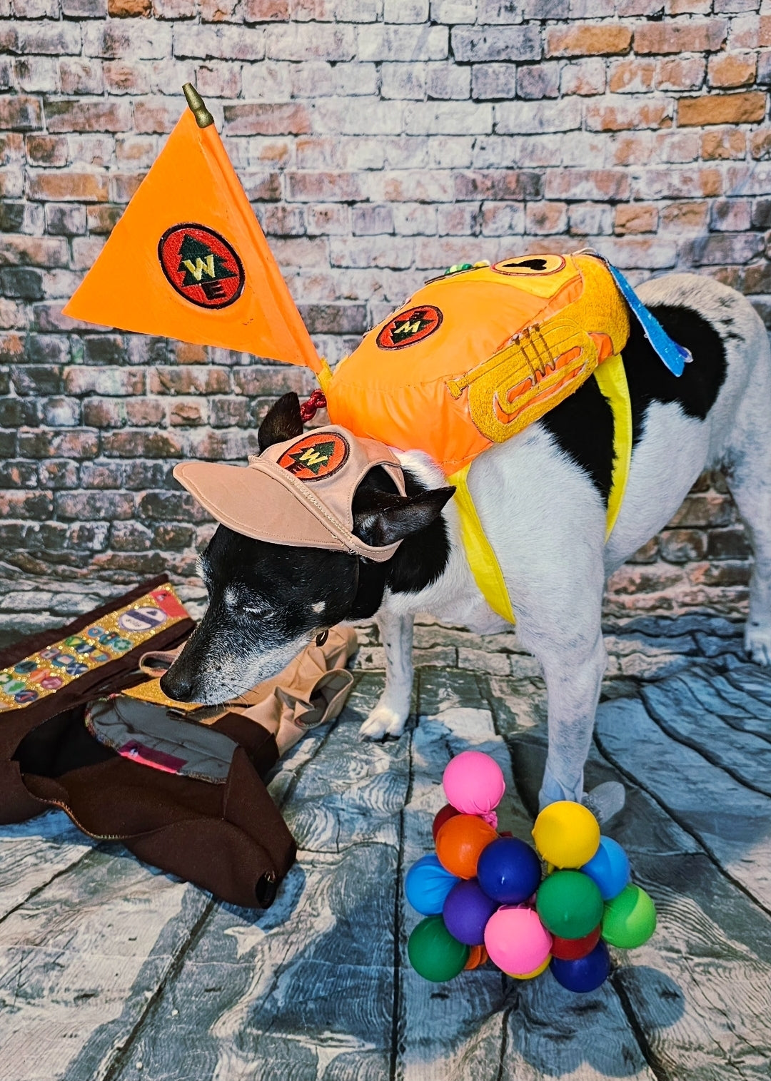 Russell from Up pet costume, Up Russell pet costume