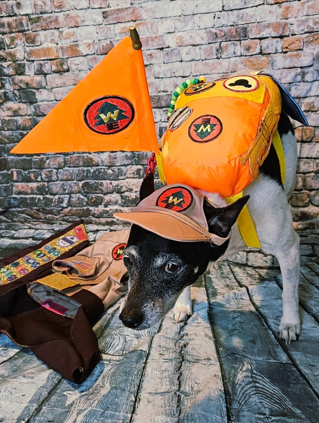 Russell from Up pet costume, Up Russell pet costume