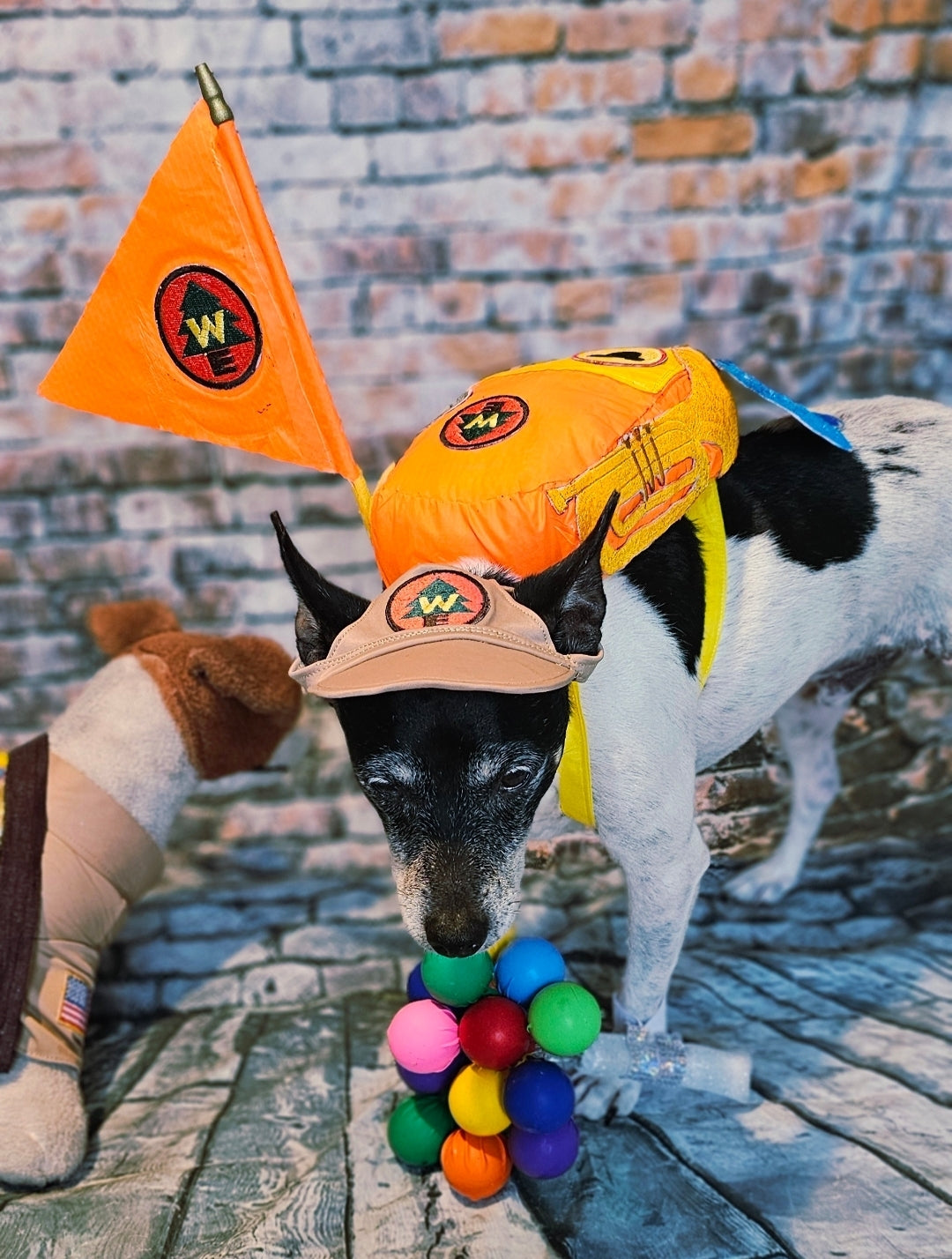 Russell from Up pet costume, Up Russell pet costume