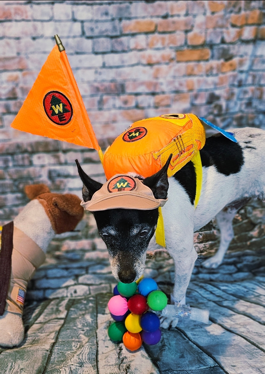 Russell from Up pet costume, Up Russell pet costume