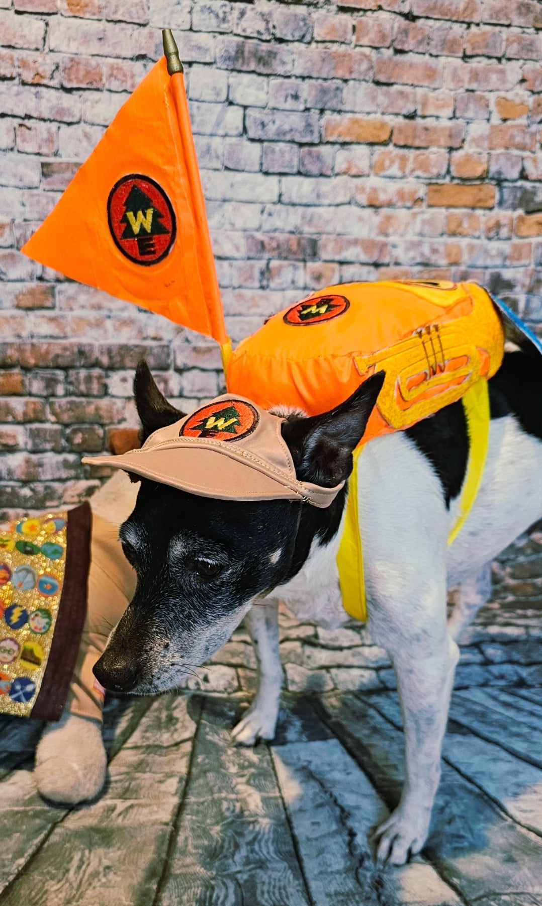 Russell from Up pet costume, Up Russell pet costume