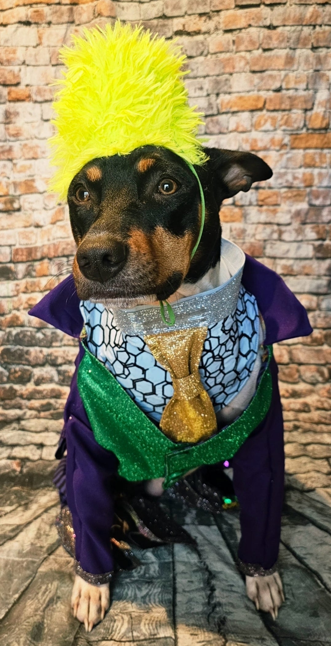 Joker pet costume, custom joker pet costume
