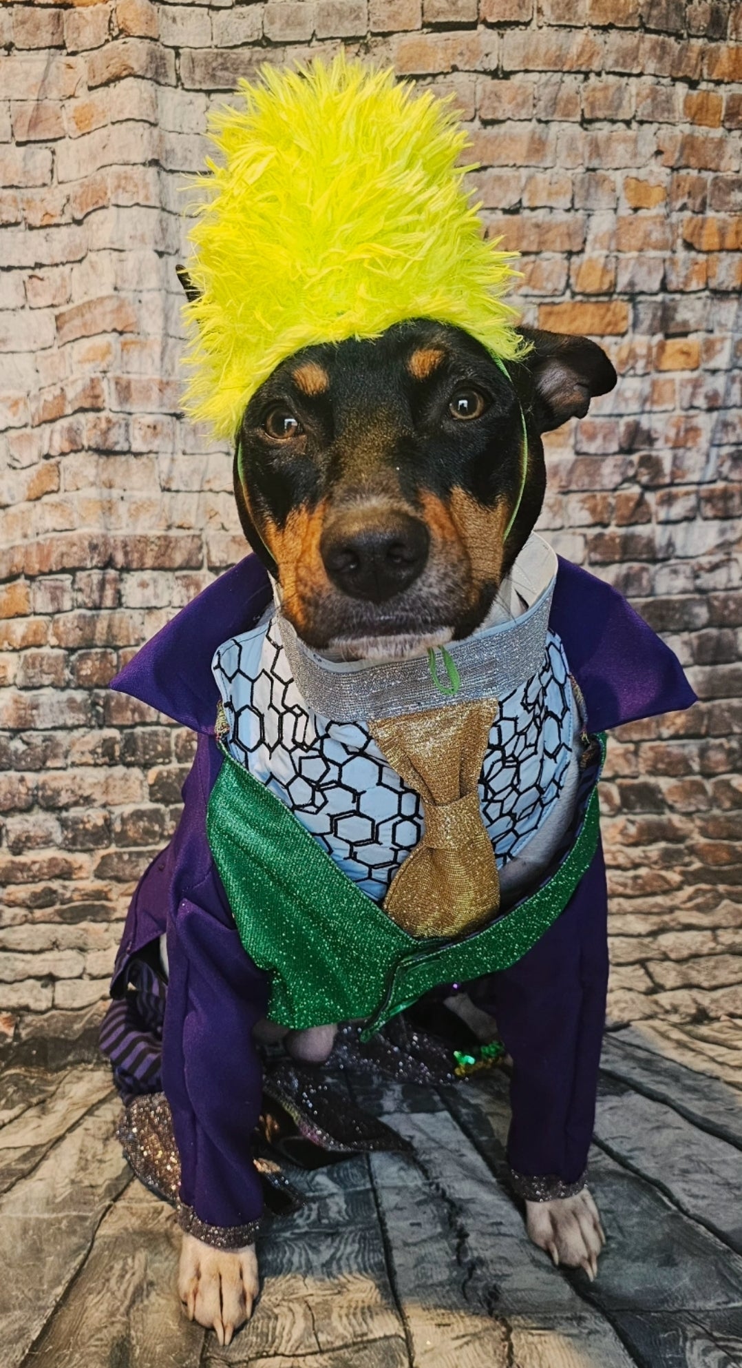 Joker pet costume, custom joker pet costume