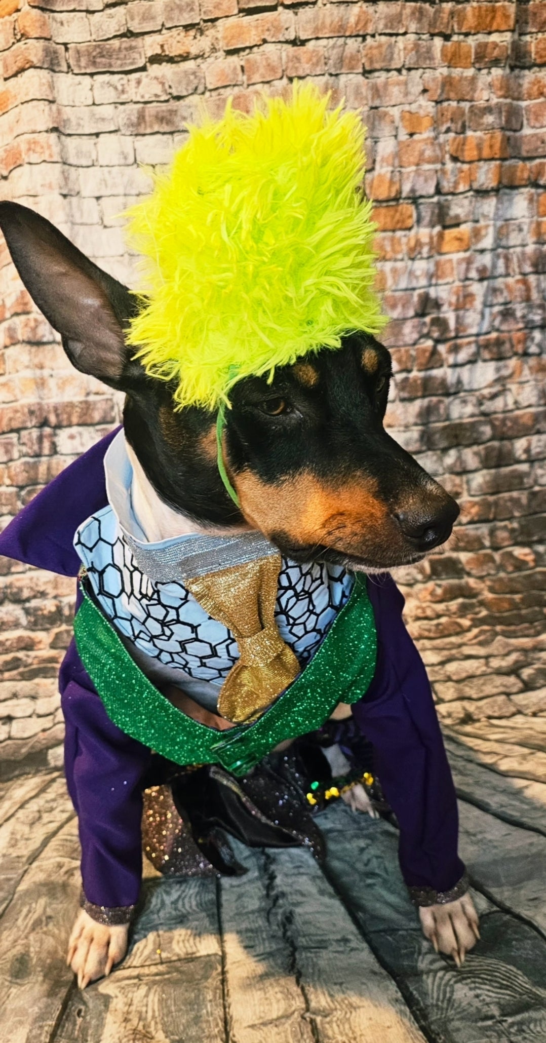 Joker pet costume, custom joker pet costume