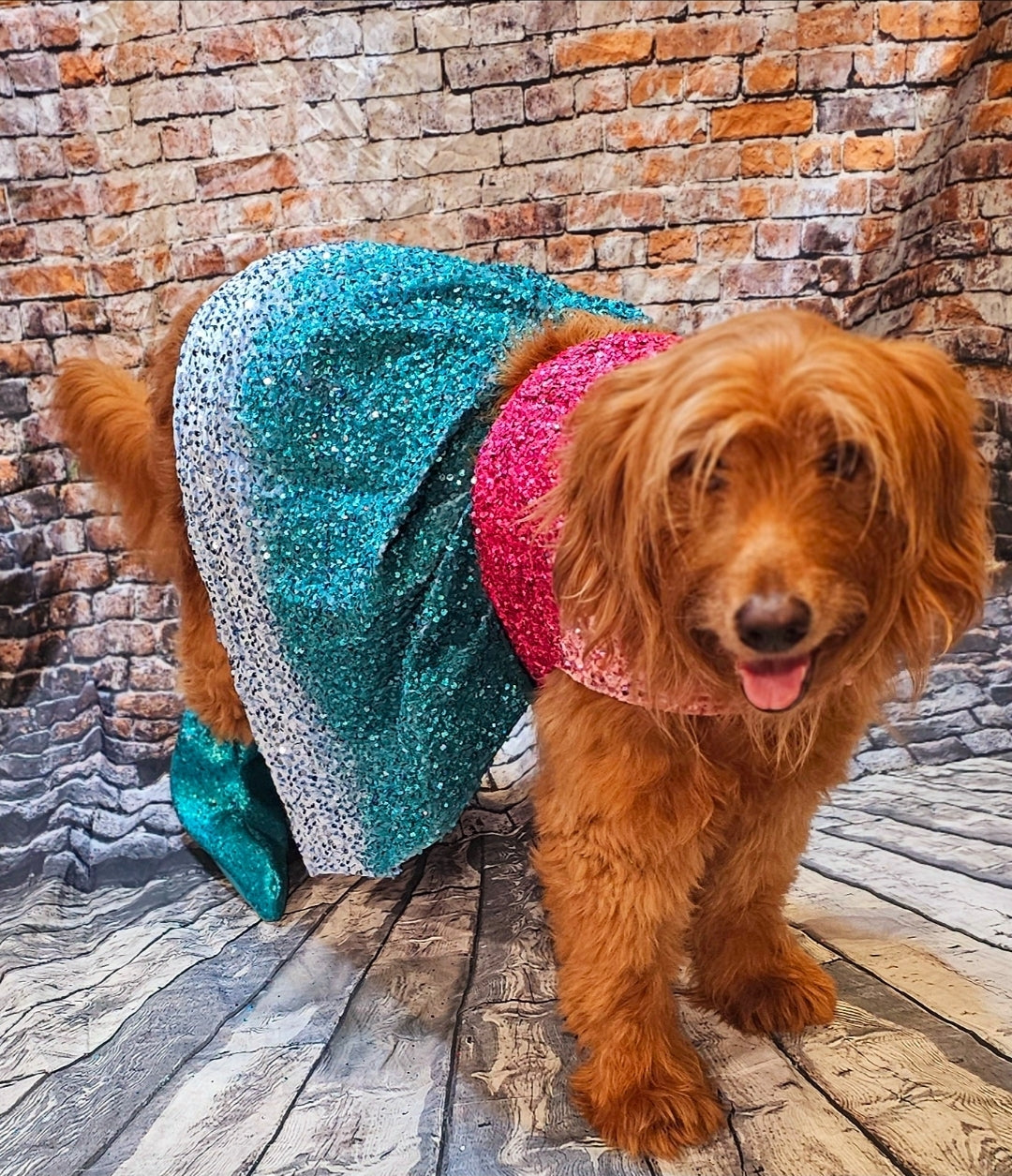 1989 pet costume, Taylor 1989 pet costume, 1989 dog costume, 1989 cat costume