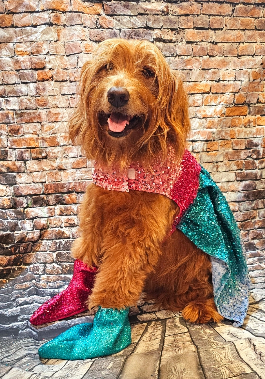 1989 pet costume, Taylor 1989 pet costume, 1989 dog costume, 1989 cat costume