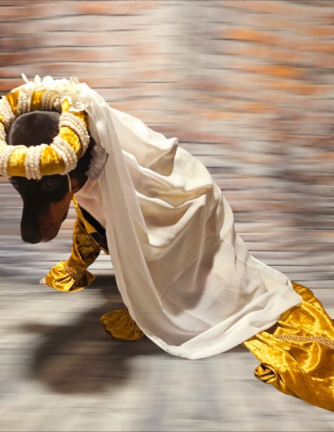 Renaissance pet dress, medieval pet dress, renaissance festival dog dress, renaissance cat dress