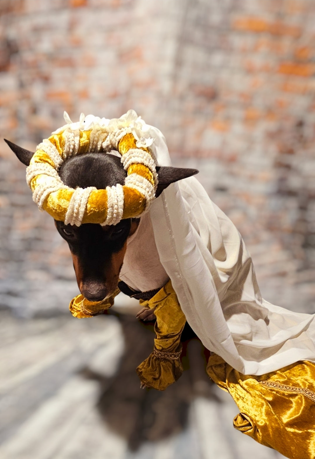 Renaissance pet dress, medieval pet dress, renaissance festival dog dress, renaissance cat dress