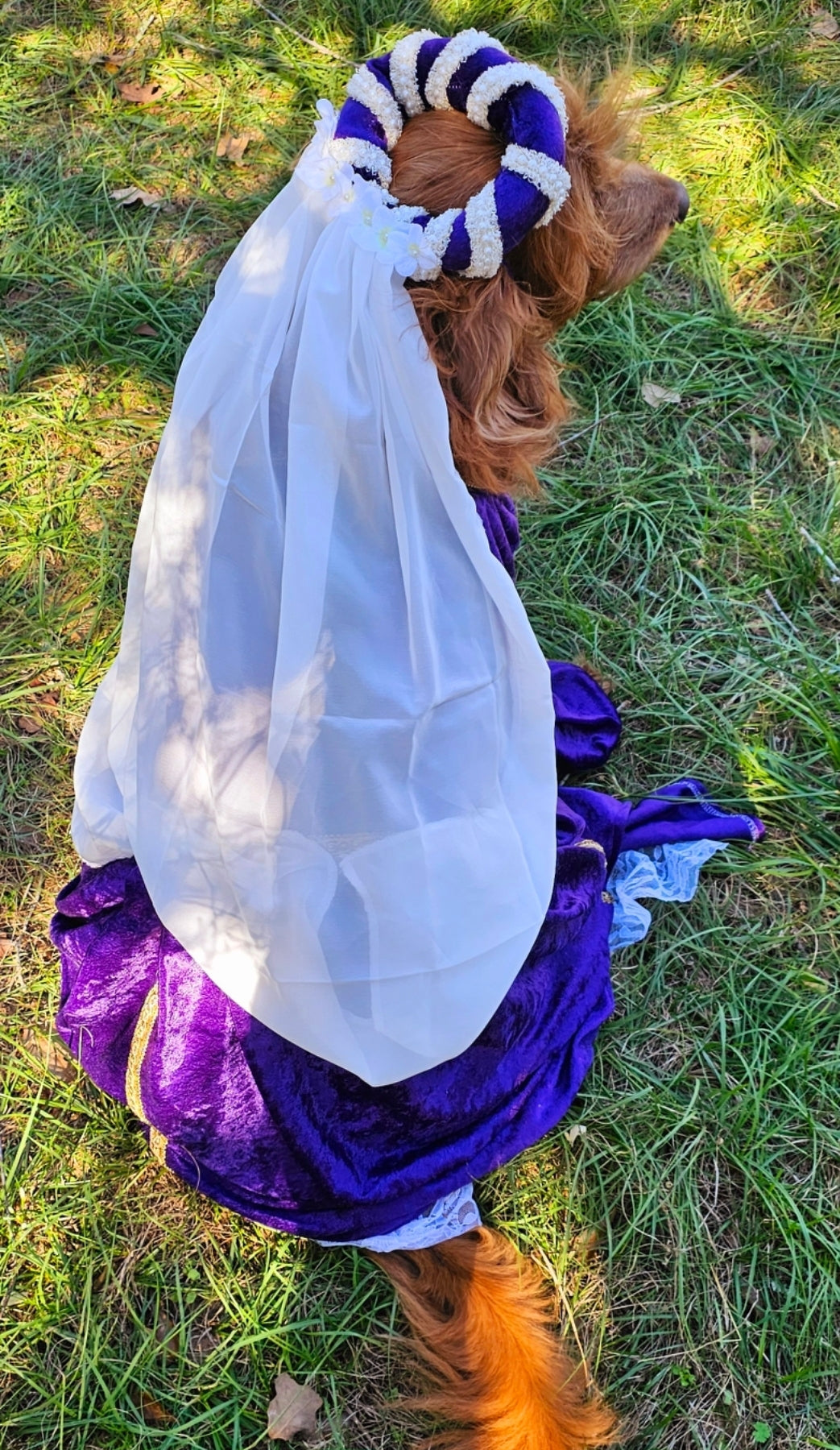 Renaissance pet dress, medieval pet dress, renaissance festival dog dress, renaissance cat dress