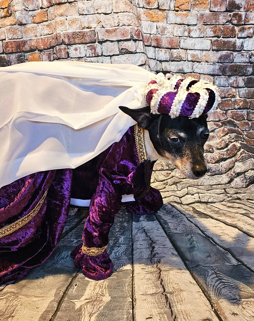 Renaissance pet dress, medieval pet dress, renaissance festival dog dress, renaissance cat dress