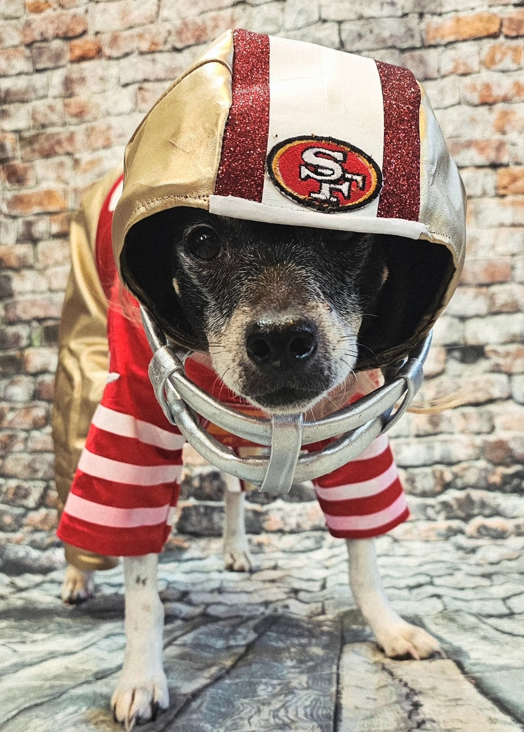 George Kittle pet costume, 49ers pet costume, football uniform pet costume