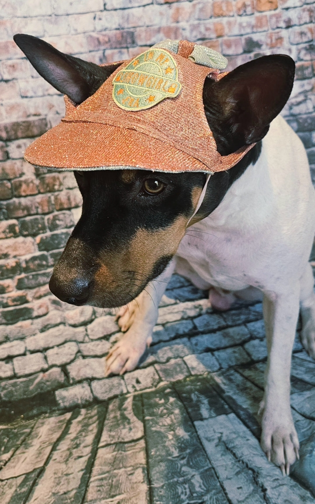 Showgirl Pet hat, glitter pet hat, showgirl cat hat, showgirl doghat