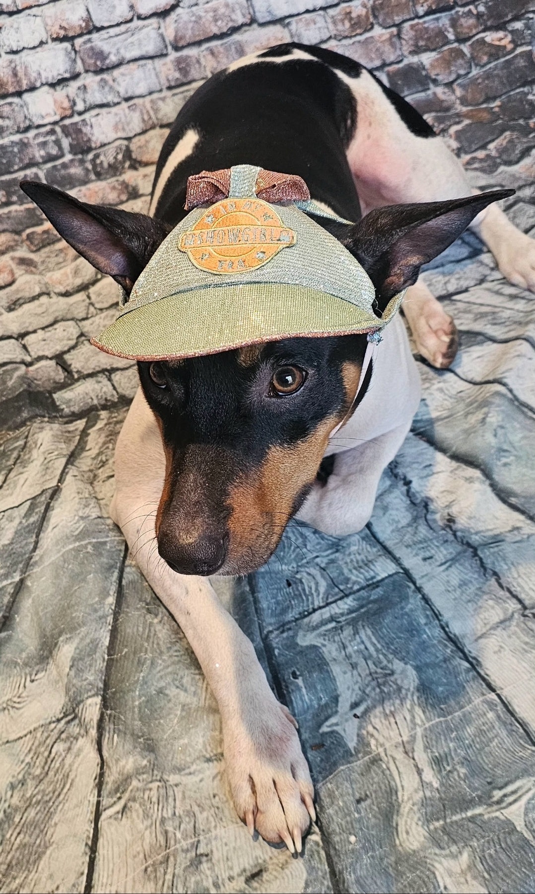 Showgirl Pet hat, glitter pet hat, showgirl cat hat, showgirl doghat