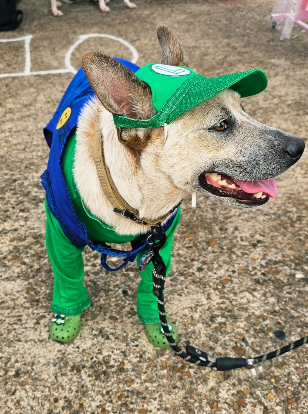 Mario pet costume, Luigi pet costume, Mario dog costume, Luigi dog costume