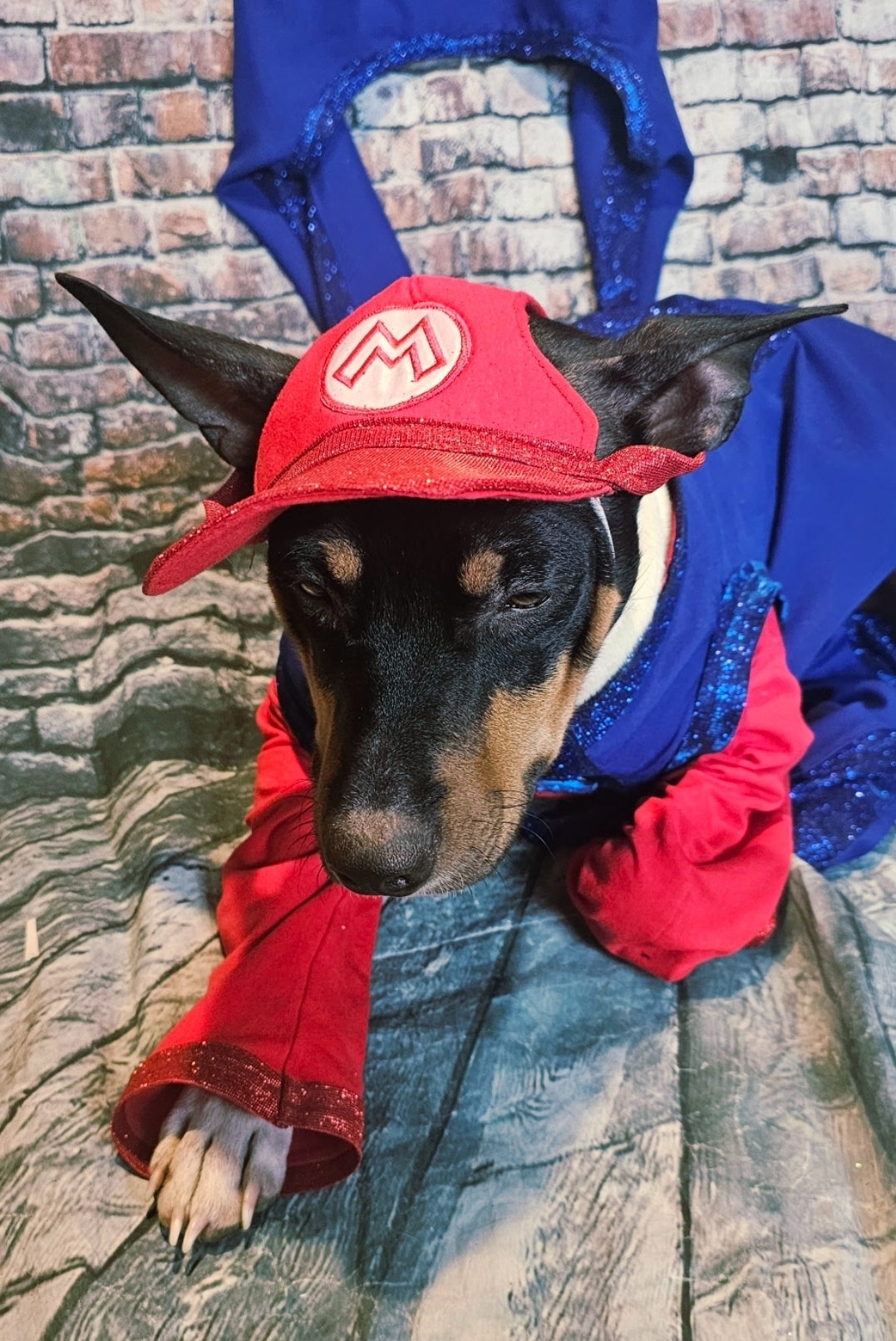 Mario pet costume, Luigi pet costume, Mario dog costume, Luigi dog costume