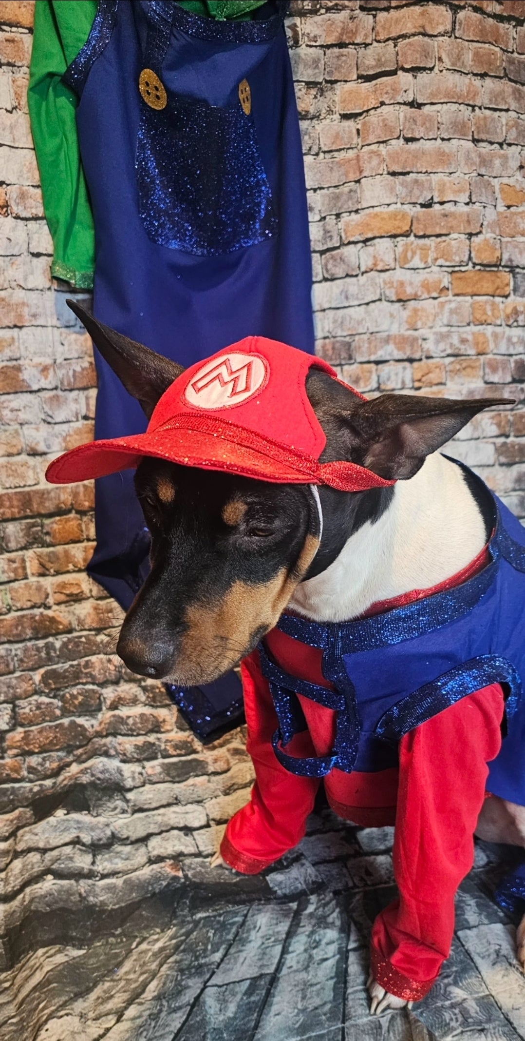 Mario pet costume, Luigi pet costume, Mario dog costume, Luigi dog costume
