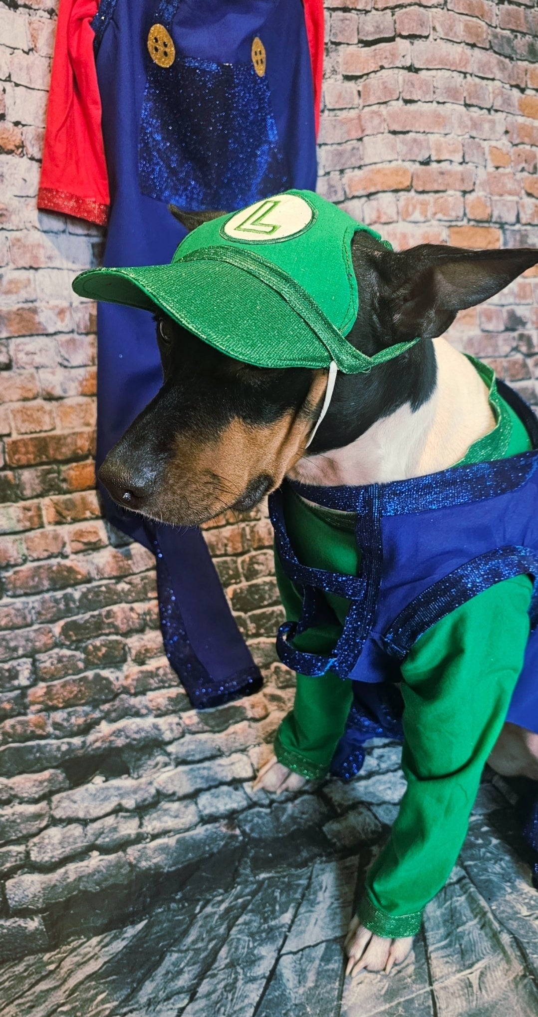 Mario pet costume, Luigi pet costume, Mario dog costume, Luigi dog costume
