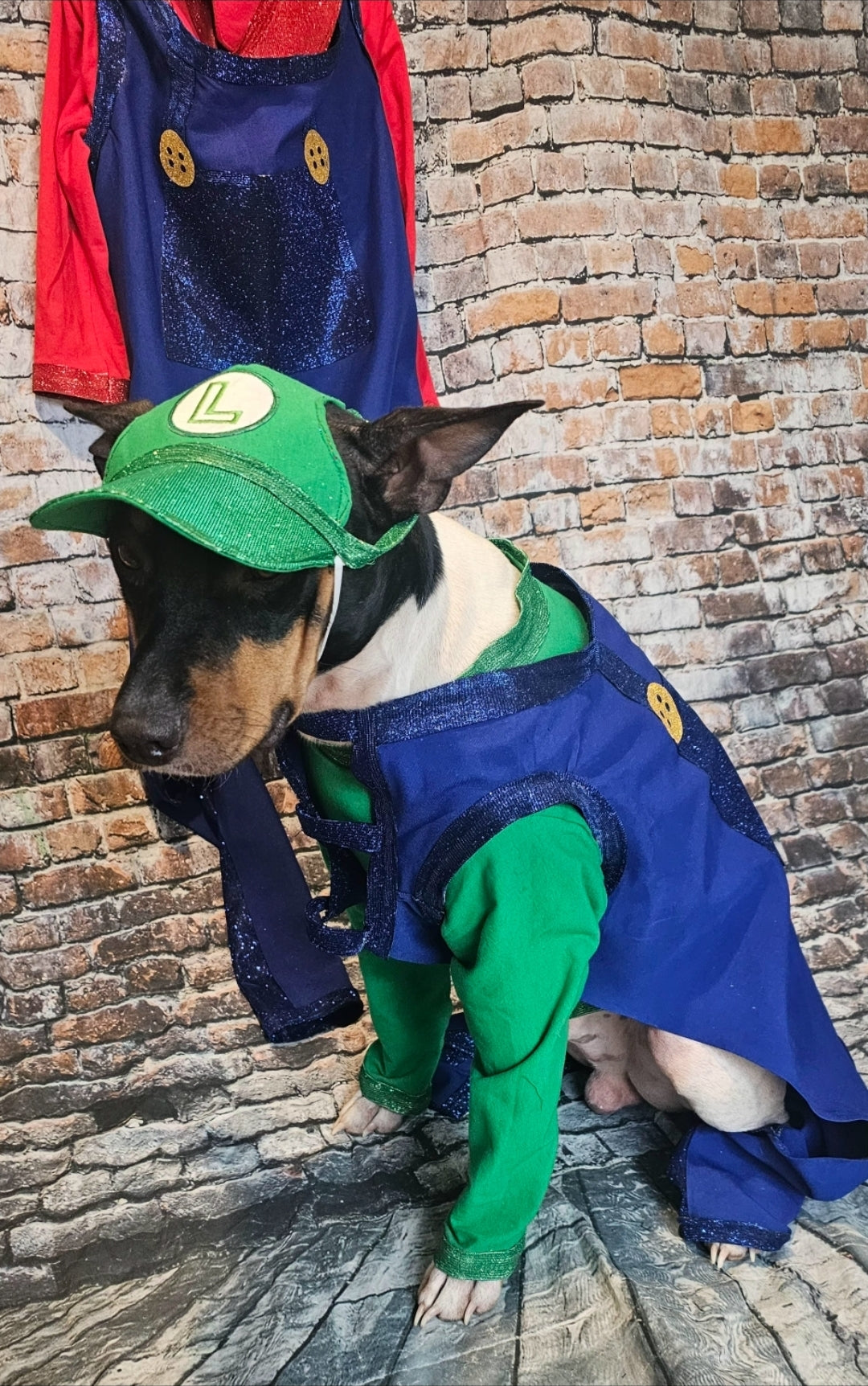 Mario pet costume, Luigi pet costume, Mario dog costume, Luigi dog costume