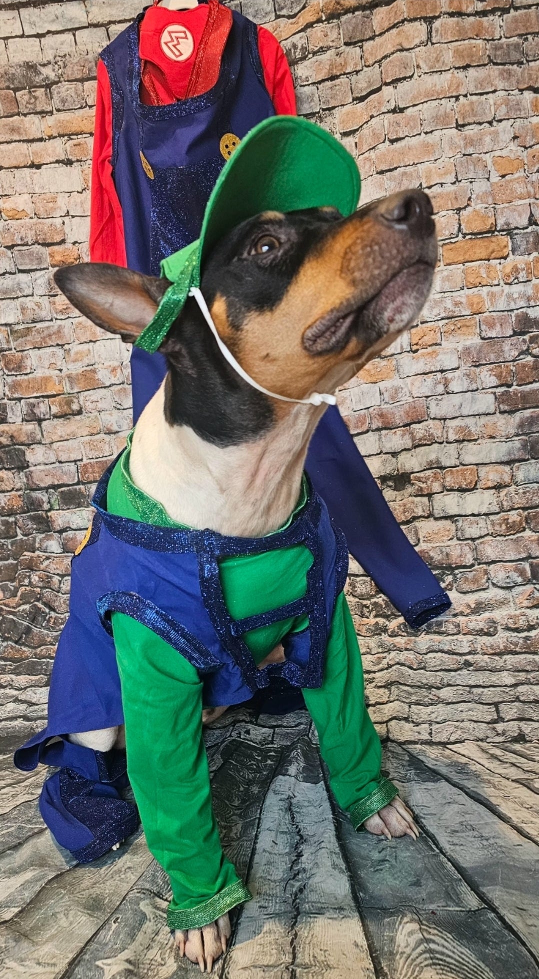 Mario pet costume, Luigi pet costume, Mario dog costume, Luigi dog costume