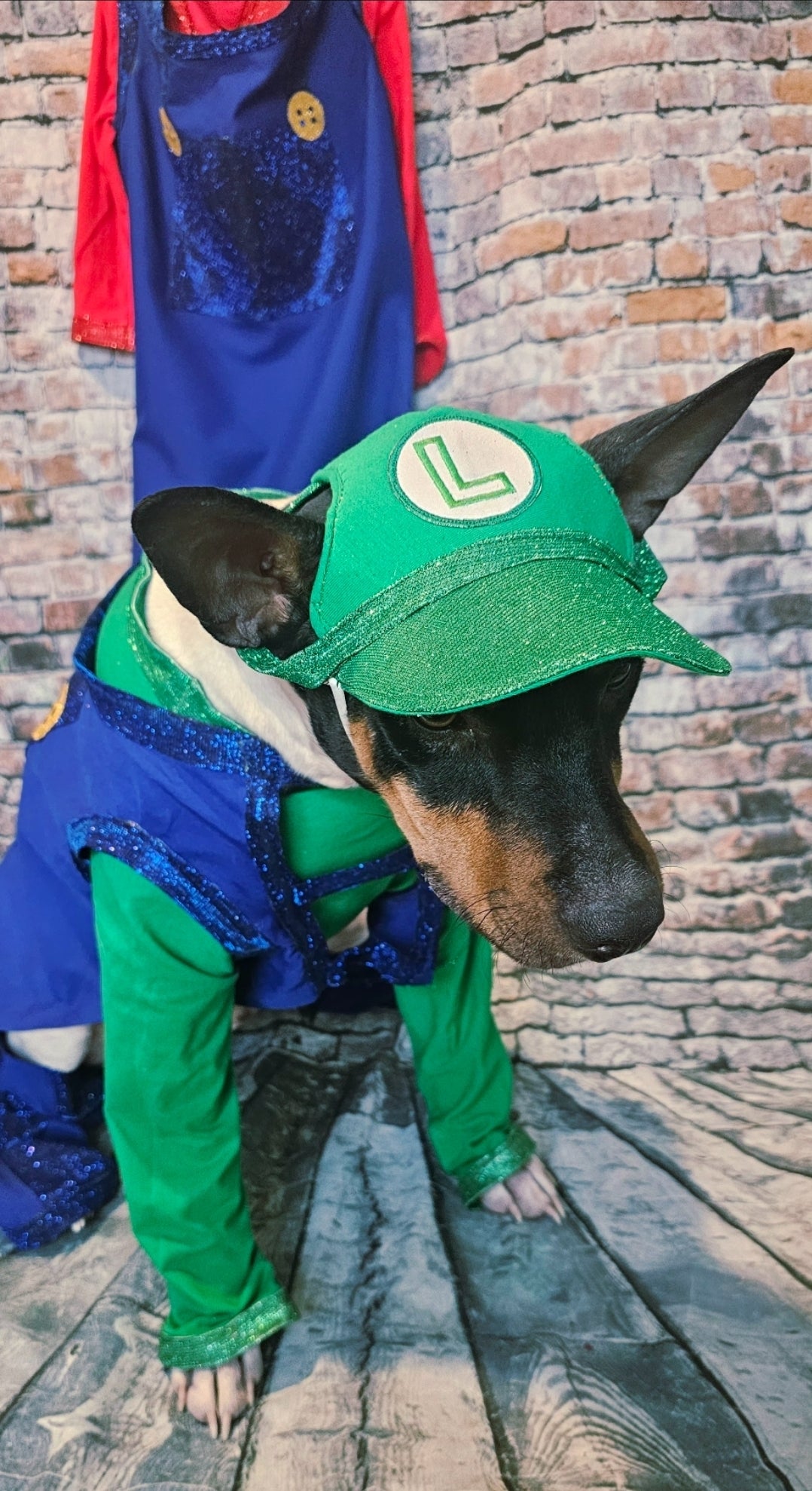 Mario pet costume, Luigi pet costume, Mario dog costume, Luigi dog costume