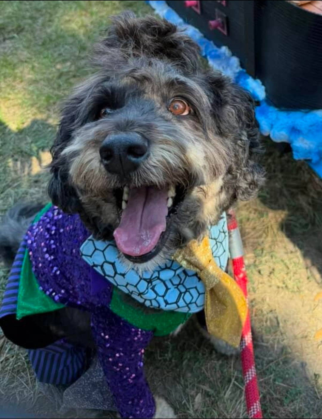 Joker pet costume, custom joker pet costume