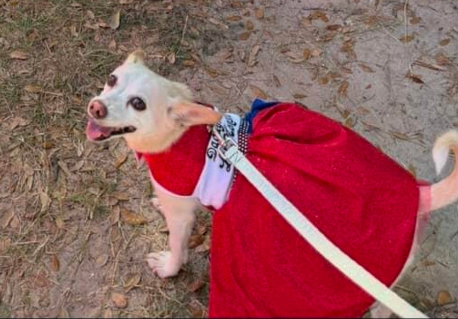 Harley Quinn pet costume, Harley Quinn dog costume