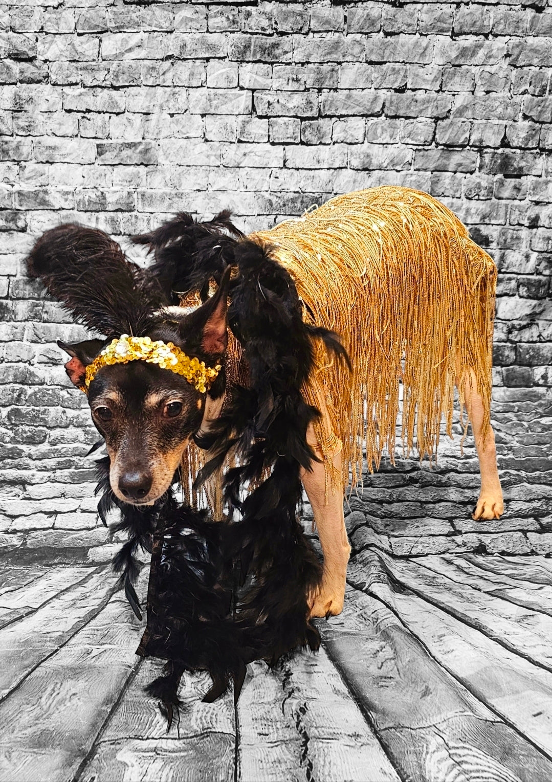 Flappers sequin pet costume, flappers fringe pet costume, flapper girl pet costume