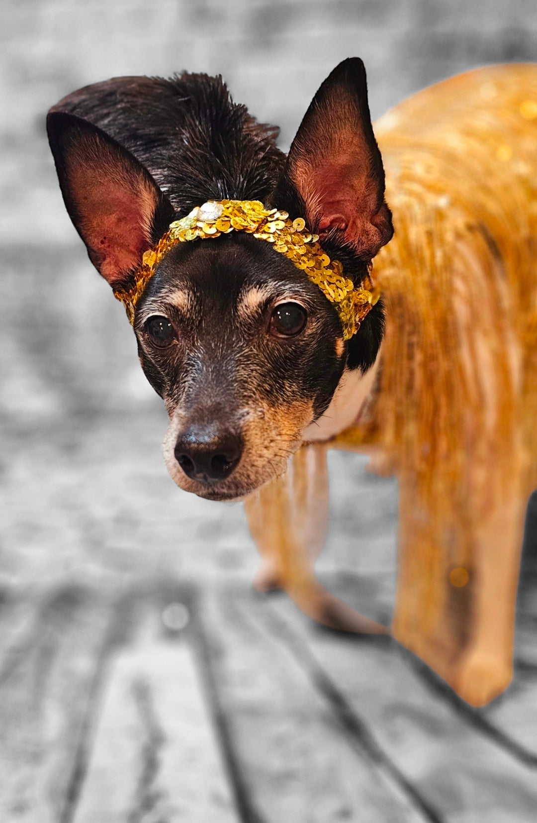 Flappers sequin pet costume, flappers fringe pet costume, flapper girl pet costume