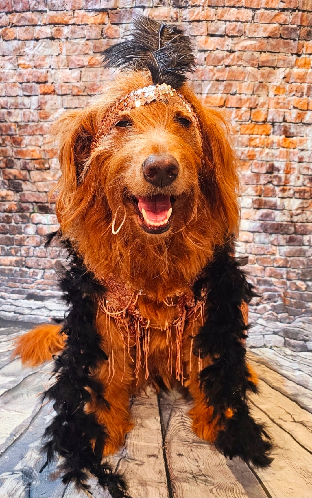 Flappers sequin pet costume, flappers fringe pet costume, flapper girl pet costume