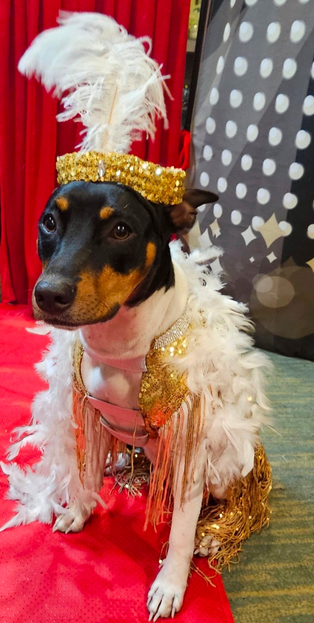 Flappers sequin pet costume, flappers fringe pet costume, flapper girl pet costume