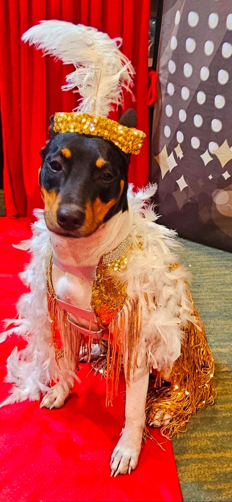 Flappers sequin pet costume, flappers fringe pet costume, flapper girl pet costume