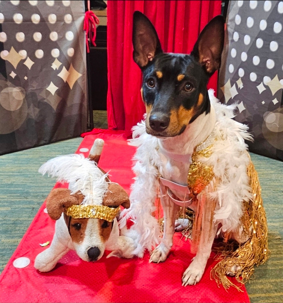 Flappers sequin pet costume, flappers fringe pet costume, flapper girl pet costume