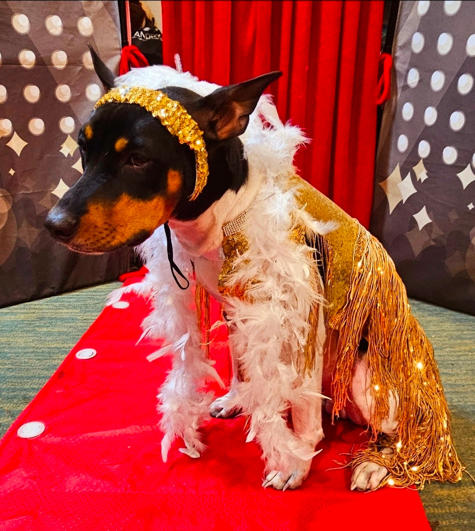 Flappers sequin pet costume, flappers fringe pet costume, flapper girl pet costume